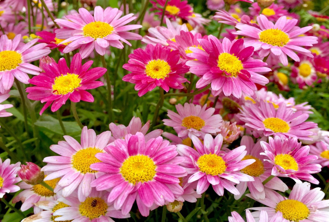 觀(guān)花植物不同生長(zhǎng)階段的養(yǎng)護(hù)技巧